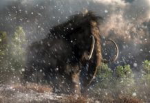 Research: The last mammoths died on a remote island —