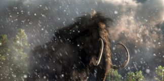 Research: The last mammoths died on a remote island —