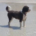 Study: Dog ownership associated with longer life, especially among heart attack and stroke survivors — (Details)