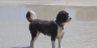 Study: Dog ownership associated with longer life, especially among heart attack and stroke survivors — (Details)