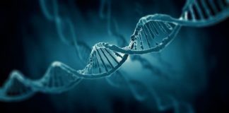 Research: Change in just one letter of DNA code in a gene conserved through generations of evolution can cause multiple types of cancer —