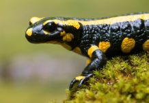 Research: The process could be harnessed as a treatment for osteoarthritis —