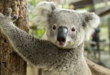 Research: Koala epidemic provides lesson in how DNA protects itself from viruses —