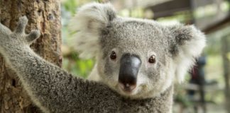 Research: Koala epidemic provides lesson in how DNA protects itself from viruses —