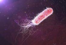 Research: Specialized sugar molecules called glycans can disarm opportunistic pathogens and prevent infection —