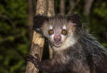 Research: Gimme six! Researchers discover aye-aye’s extra finger —