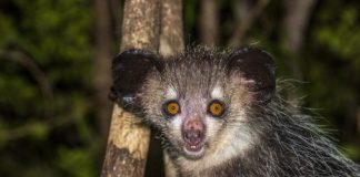 Research: Gimme six! Researchers discover aye-aye’s extra finger —