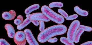 Tech: Bacteria must be ‘stressed out’ to divide — (Report)