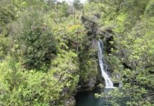 Research: New data on the evolution of plants and origin of species —