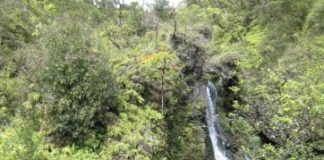 Research: New data on the evolution of plants and origin of species —