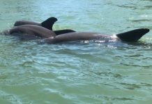 Research: Dolphins demonstrate coordinated cooperation —