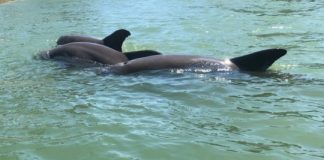 Research: Dolphins demonstrate coordinated cooperation —