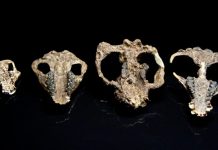 New fossils capture mammals’ recovery after the dino-killing asteroid New fossils capture mammals’ recovery after the dino-killing asteroid