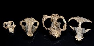 New fossils capture mammals’ recovery after the dino-killing asteroid New fossils capture mammals’ recovery after the dino-killing asteroid