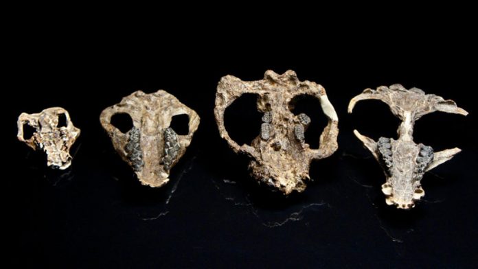 New fossils capture mammals’ recovery after the dino-killing asteroid