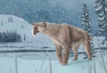 Research: Canada’s first sabre-toothed cat fossil found in Medicine Hat Research: Canada's first sabre-toothed cat fossil found in Medicine Hat