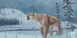 Research: Canada’s first sabre-toothed cat fossil found in Medicine Hat Research: Canada's first sabre-toothed cat fossil found in Medicine Hat