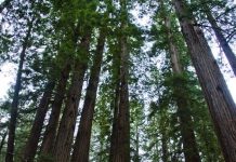 Scientists write family tree for tree of life Scientists write family tree for tree of life