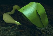 Study: Chang’e 4 Of China Successfully Grows Cotton On Moon Study: Chang’e 4 Of China Successfully Grows Cotton On Moon