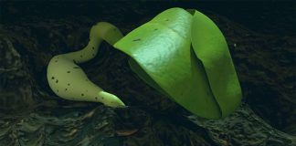 Study: Chang’e 4 Of China Successfully Grows Cotton On Moon Study: Chang’e 4 Of China Successfully Grows Cotton On Moon