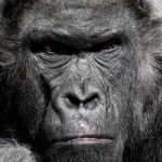 Study: Gene reveals how malaria jumped from gorillas to humans Study: Gene reveals how malaria jumped from gorillas to humans