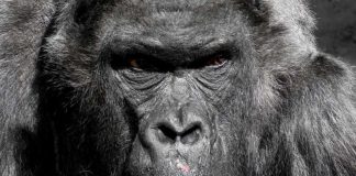 Study: Gene reveals how malaria jumped from gorillas to humans Study: Gene reveals how malaria jumped from gorillas to humans