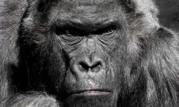 Study: Gene reveals how malaria jumped from gorillas to humans