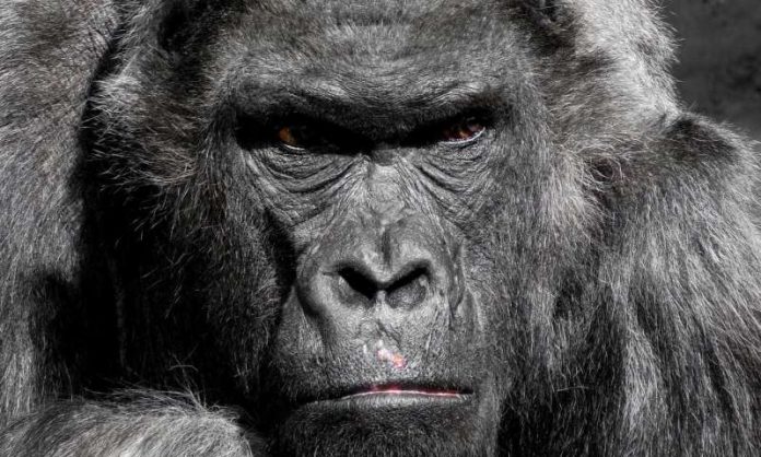 Study Gene reveals how malaria jumped from gorillas to humans Study: Gene reveals how malaria jumped from gorillas to humans