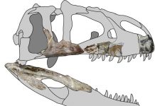 New research: Giant predatory dinosaur species found in Thailand Study: New giant predatory dinosaur species found in Thailand