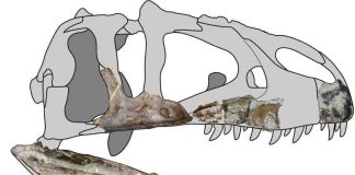New research: Giant predatory dinosaur species found in Thailand Study: New giant predatory dinosaur species found in Thailand