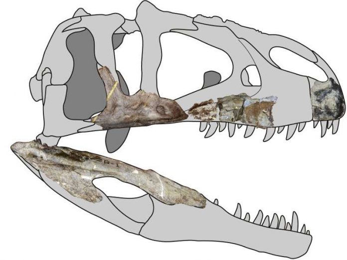 Study: New giant predatory dinosaur species found in Thailand