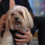 Study: Owning a dog ‘may increase length of life’ Study: Owning a dog 'may increase length of life'