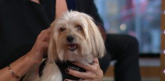 Study: Owning a dog ‘may increase length of life’ Study: Owning a dog 'may increase length of life'