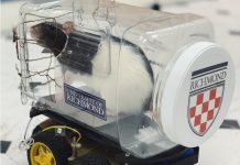 UK Researchers Taught Rats to Drive Tiny Cars to Earn Froot Loops UK Researchers Taught Rats to Drive Tiny Cars to Earn Froot Loops