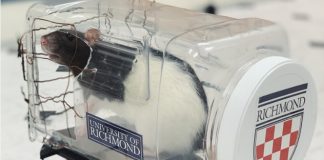 UK Researchers Taught Rats to Drive Tiny Cars to Earn Froot Loops UK Researchers Taught Rats to Drive Tiny Cars to Earn Froot Loops