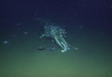 Watch: E/V Nautilus found a recently deceased whale Watch: E/V Nautilus found a recently deceased whale