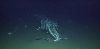 Watch: E/V Nautilus found a recently deceased whale Watch: E/V Nautilus found a recently deceased whale