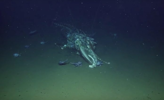 Watch: E/V Nautilus found a recently deceased whale