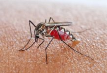 Research: Insulin can increase mosquitoes’ immunity to West Nile virus —