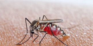 Research: Insulin can increase mosquitoes’ immunity to West Nile virus —
