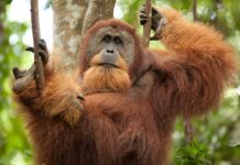 Research: Extinct giant ape directly linked to the living orangutan —