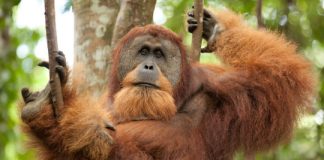 Research: Extinct giant ape directly linked to the living orangutan —