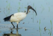 Research: DNA study rejects the idea that Egyptians domesticated sacred ibis for ritual use —