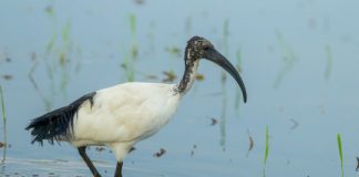 Research: DNA study rejects the idea that Egyptians domesticated sacred ibis for ritual use —