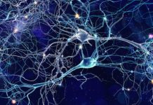 Offbeat: The difference between an expert’s brain and a novice’s —