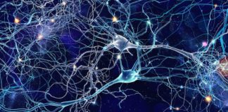 Offbeat: The difference between an expert’s brain and a novice’s —