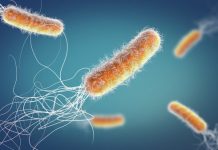 Research: Dangerous bacteria communicate to avoid antibiotics —