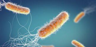 Research: Dangerous bacteria communicate to avoid antibiotics —