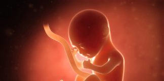 Research: Light-sensitive cells in immature retina are networked, suggesting bigger role in developing brain —