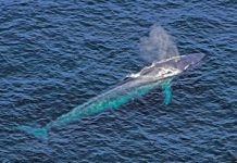 Research: First recording of a blue whale’s heart rate —